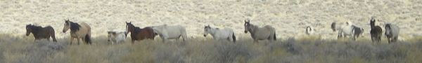Wild Horses